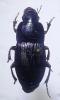 Harpalus serripes